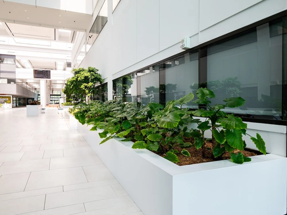 Professional planting and garden maintenance in a modern commercial space in Melbourne, Victoria